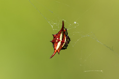Gasteracantha versicolor