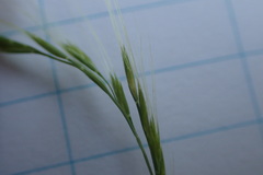 Festuca octoflora