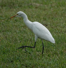Bubulcus ibis