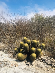 Coryphantha erecta