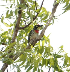 Psilopogon haemacephalus