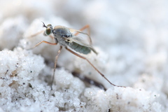 Hypocharassus pruinosus