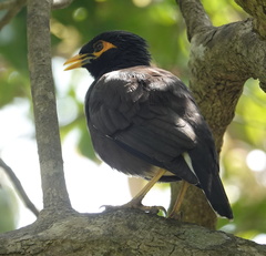 Acridotheres tristis