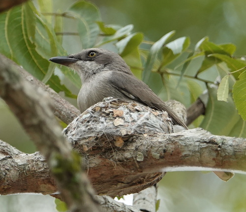 Tephrodornis affinis