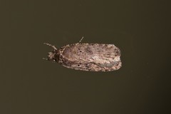 Agonopterix heracliana