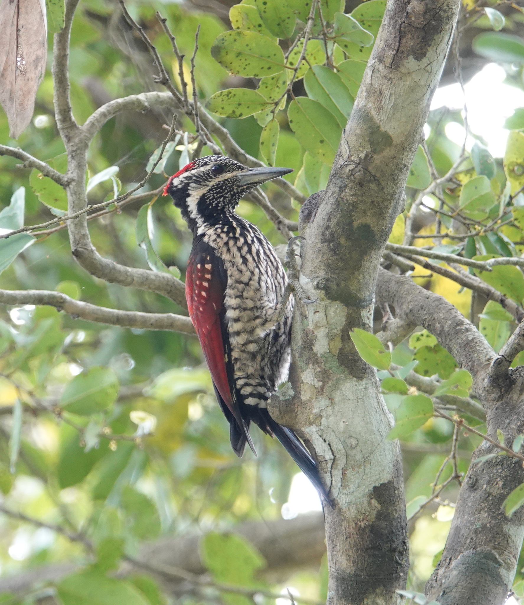 Red-backed Flameback illustration