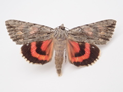 Catocala coccinata