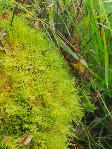 Downy Plait-moss (Stereodon callichrous)