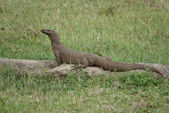 Varanus bengalensis
