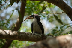 Ocyceros gingalensis