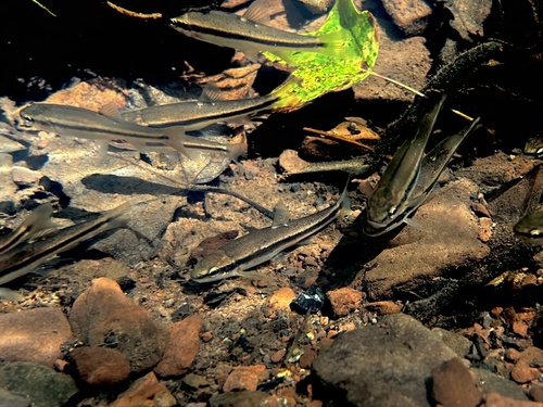 Blacknose dace (Rhinichthys atratulus) — Cyprinidae — 5