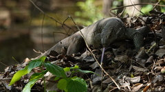 Varanus bengalensis