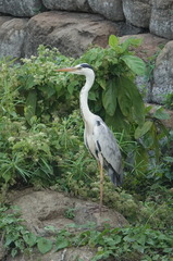 Ardea cinerea