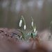 Snowdrops - Photo (c) Alexis, some rights reserved (CC BY), uploaded by Alexis
