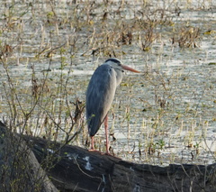 Ardea cinerea