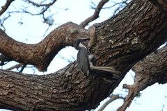 Ocyceros gingalensis