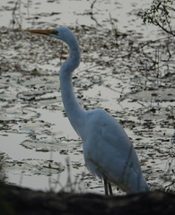 Ardea alba