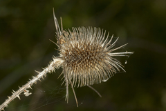 Dipsacus comosus