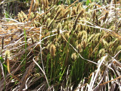 Carex caryophyllea