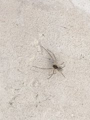 Araneae