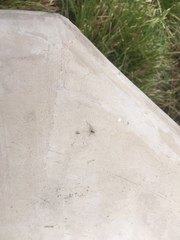 Araneae