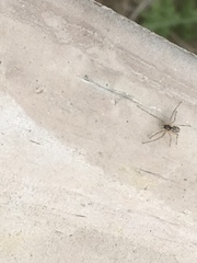 Araneae