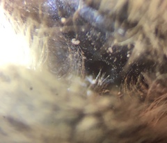 Osmia lignaria propinqua