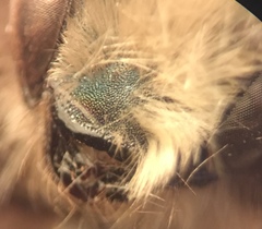 Osmia lignaria propinqua