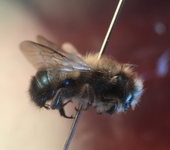 Osmia lignaria propinqua