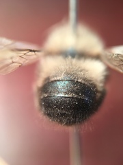 Osmia lignaria propinqua
