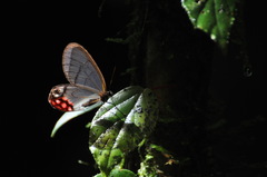 Cithaerias