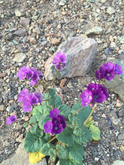 Phacelia calthifolia