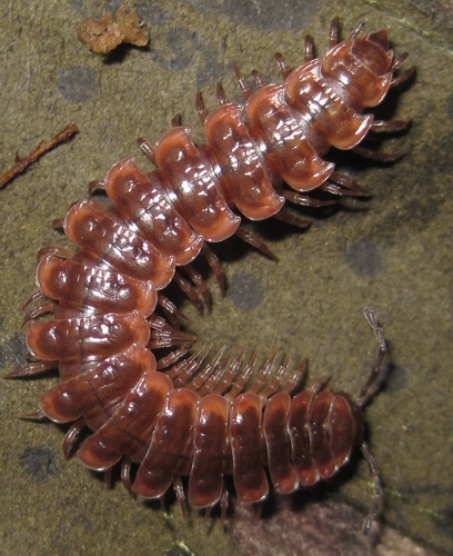 Common Pink Flat-back
