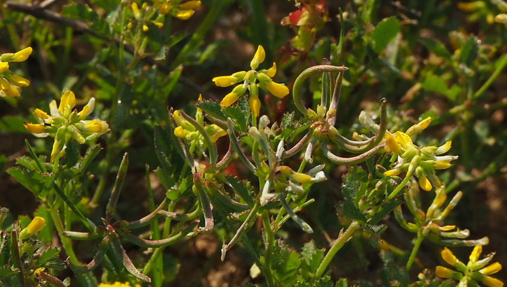 Trigonella cylindracea