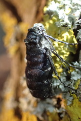 Apocheima hispidaria