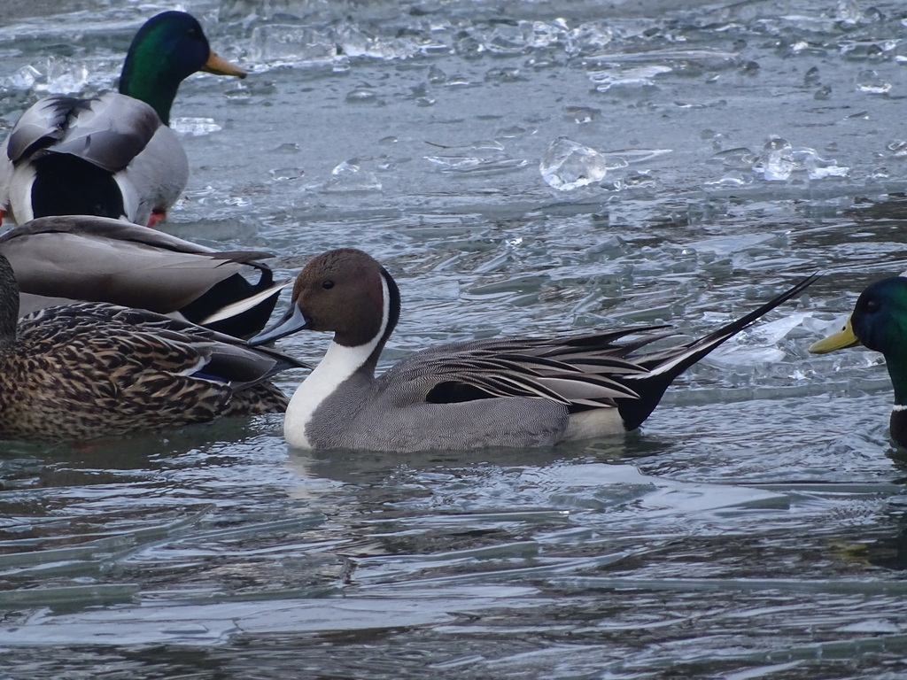 Northern Pintail
