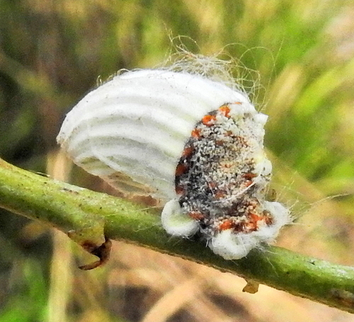 Cottony cushion scale