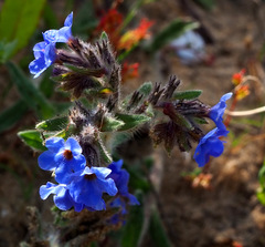Alkanna tinctoria
