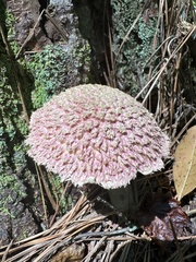 Boletellus ananas image