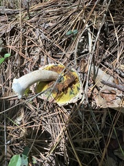 Boletellus ananas image
