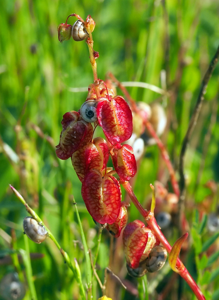 Rumex occultans