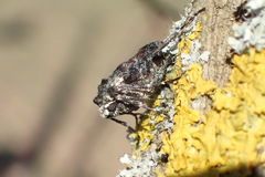 Apocheima hispidaria