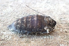 Apocheima hispidaria