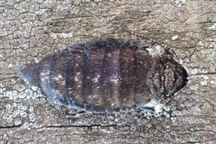 Apocheima hispidaria