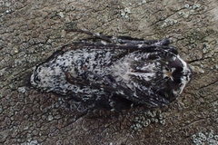 Apocheima hispidaria