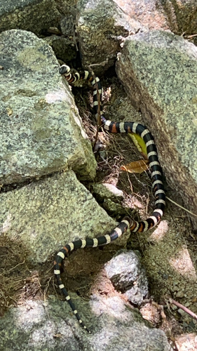 iNaturalist observation photo of California Mountain Kingsnake