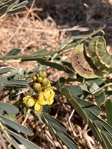 Port Royal senna (Senna italica)