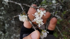 Prunus umbellata