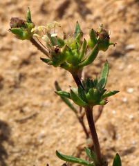 Plantago sarcophylla