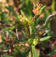 Plantago sarcophylla